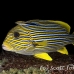 sweetlips_ribbon_cr_hsb_r_h_0159_kom2027.jpg